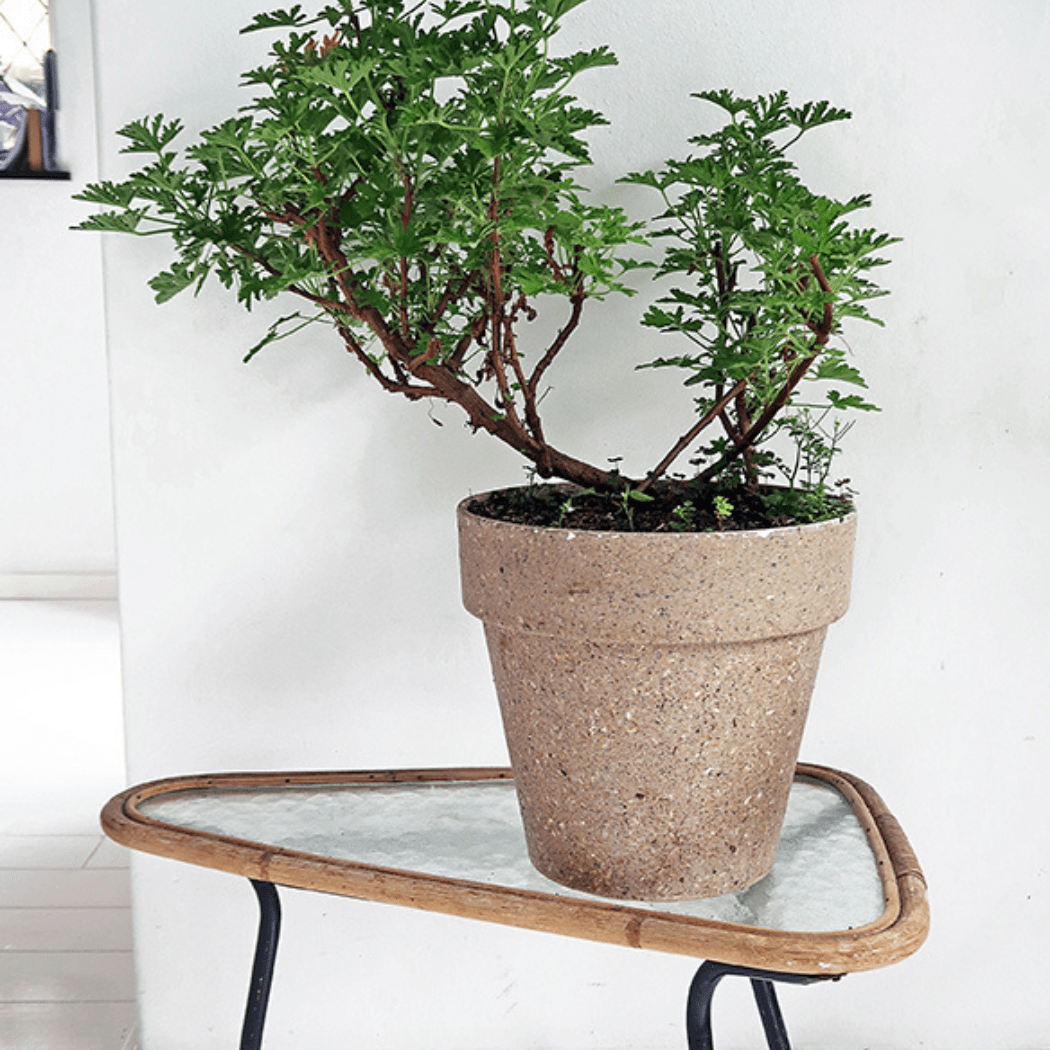 Zuperzozial großer Übertopf - 30cm